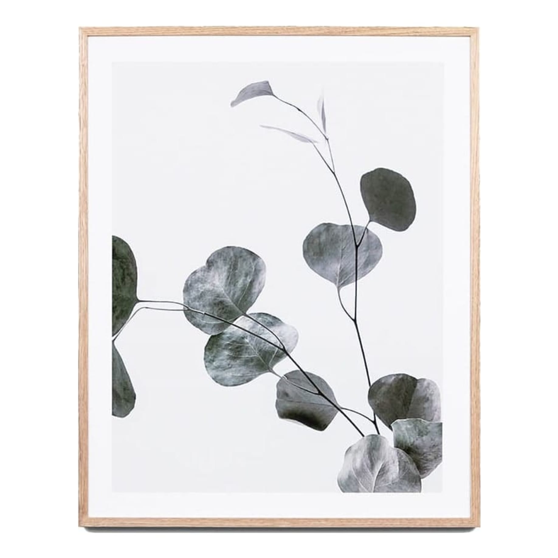 Eucalyptus Branch 2 Framed Print in 58 x 68cm