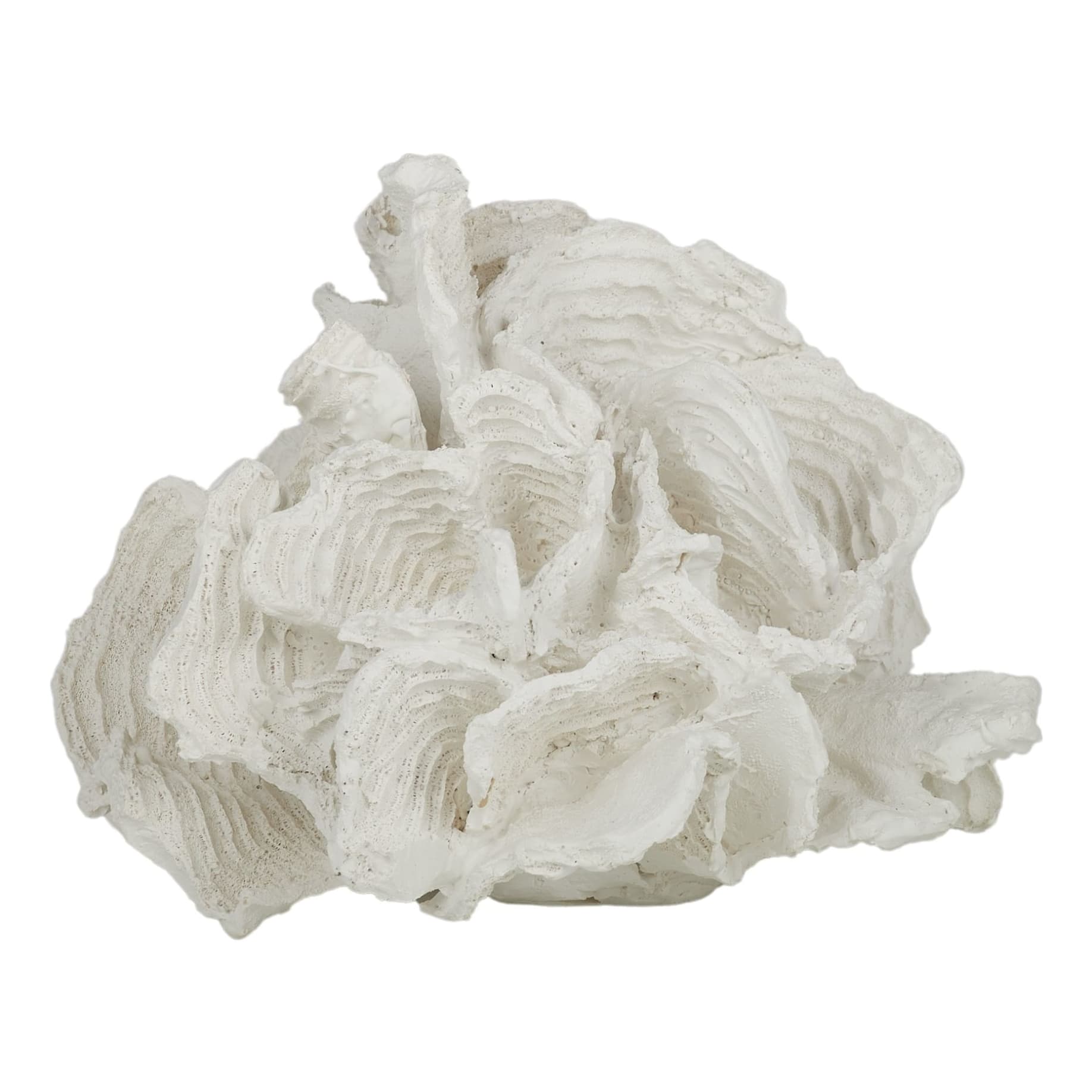 Foliose Coral Sculpture 20x16cm in White