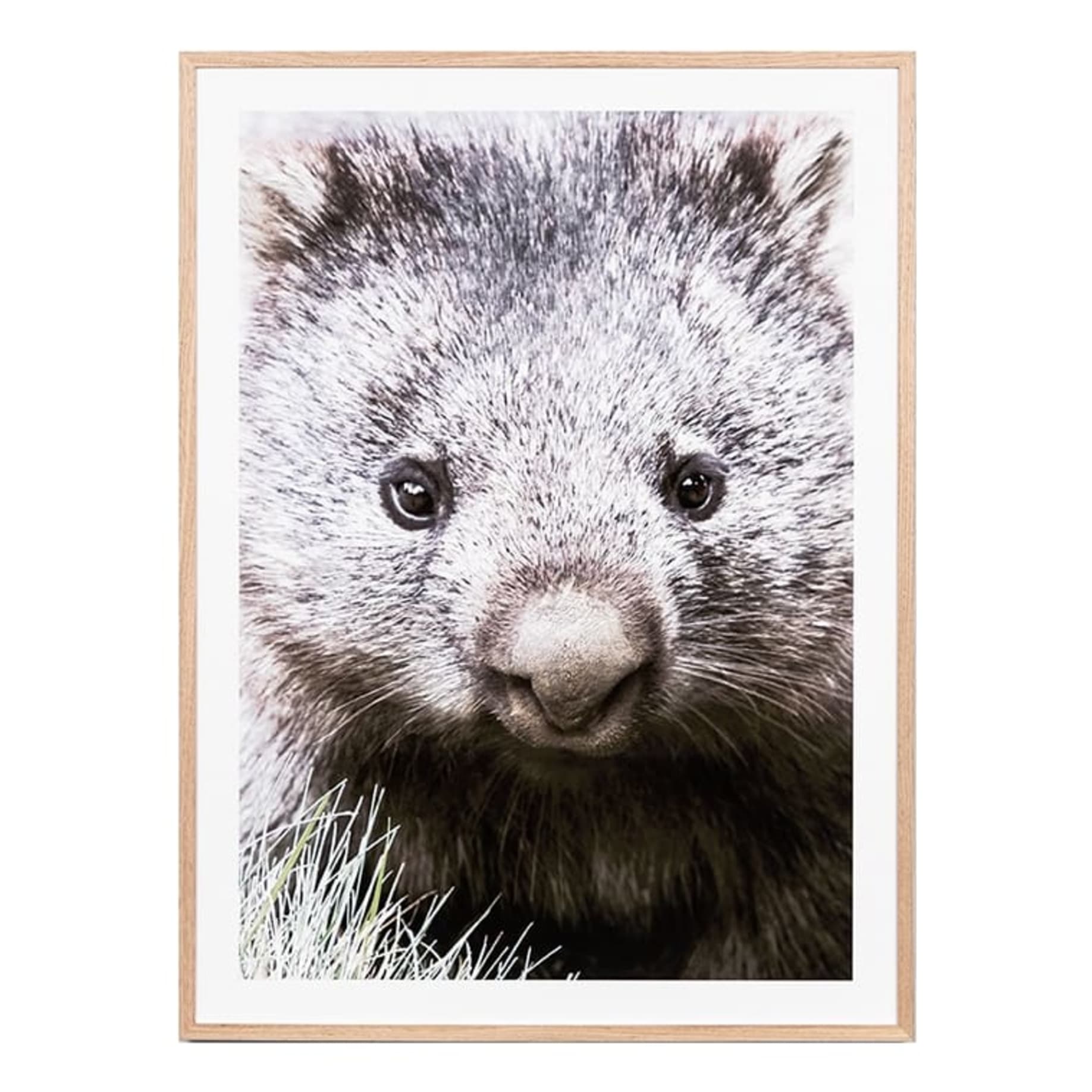 Friendly Wombat Framed Print in 85 x 114cm