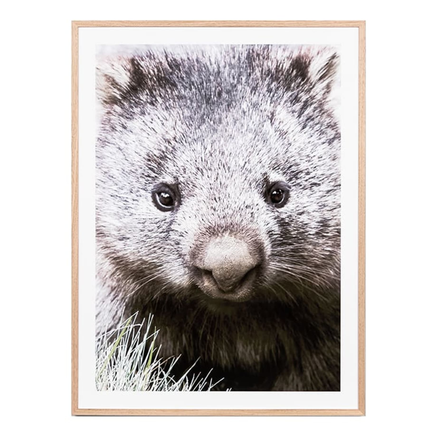 Friendly Wombat Framed Print in 45 x 62cm