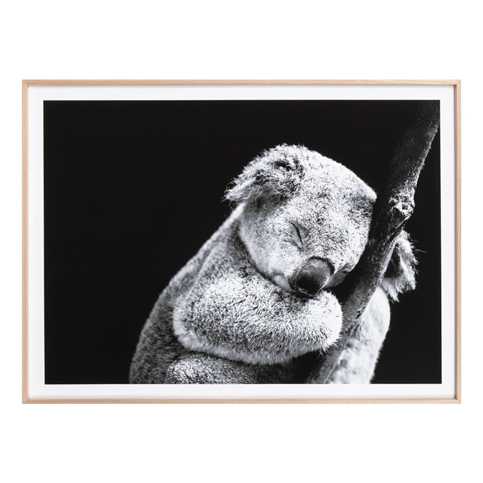 Sleepy Koala Framed Print in 149 x 111cm