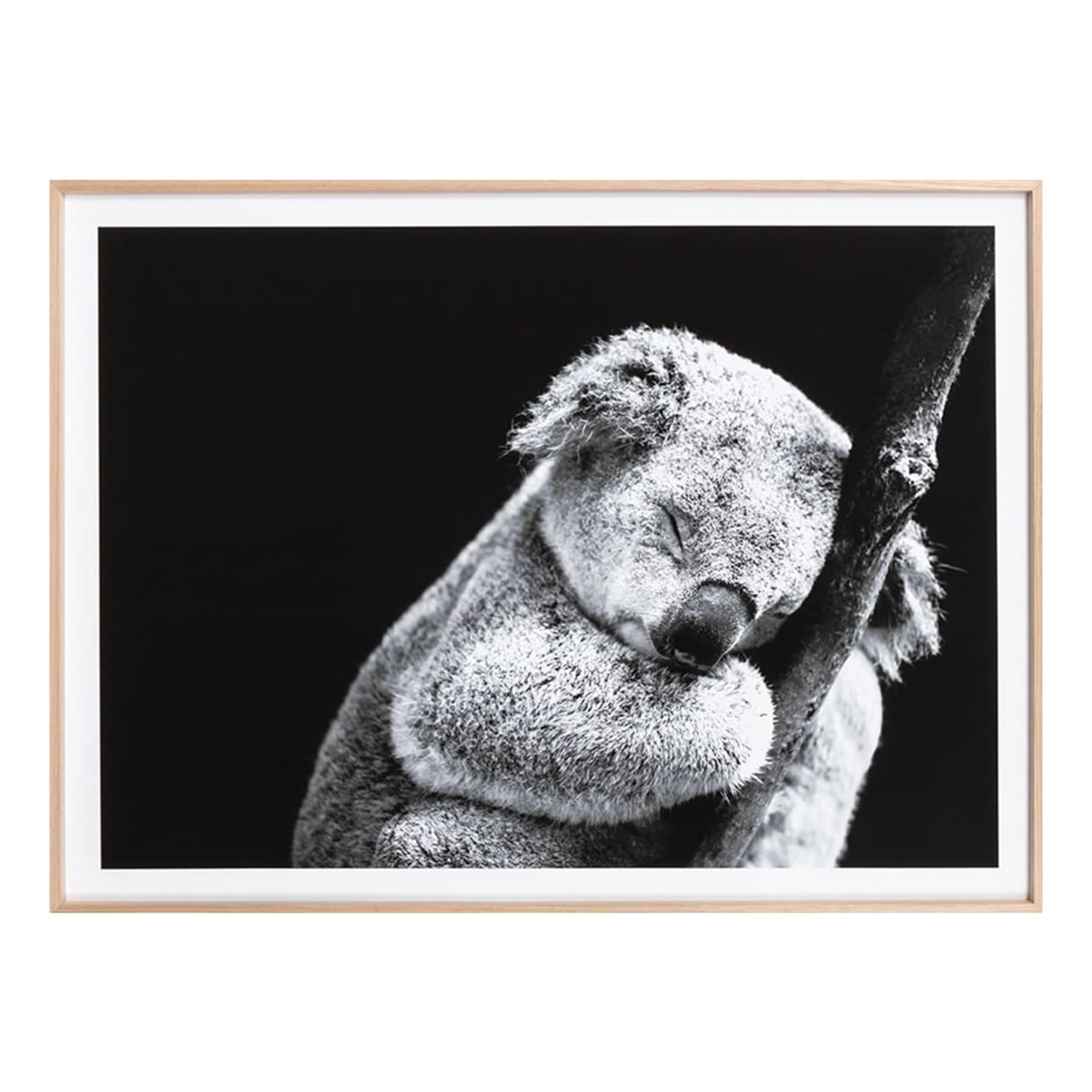 Sleepy Koala Framed Print in 79 x 64cm
