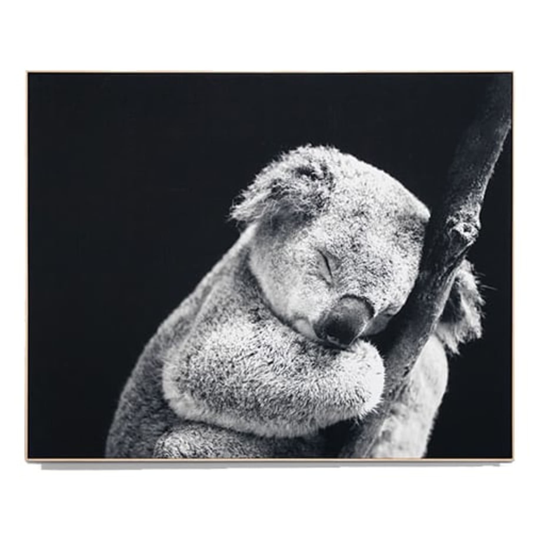 Sleepy Koala Box Framed Canvas in 120 x 150cm