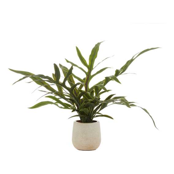 Blue Star Fern Pot 69x39cm in Green