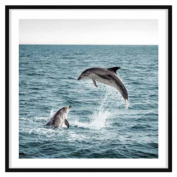 Dolphin Leap Framed Print in 95 x 95cm Black