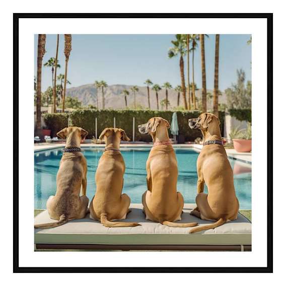 Dukes Framed Print in 95 x 95cm