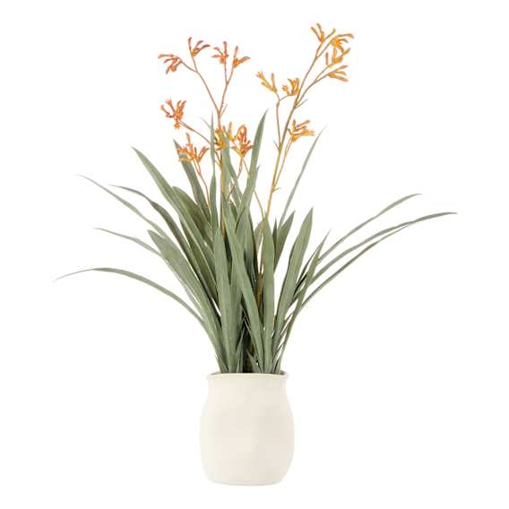 Kangaroo Paw Maliah Pot 35x72cm in Yellow