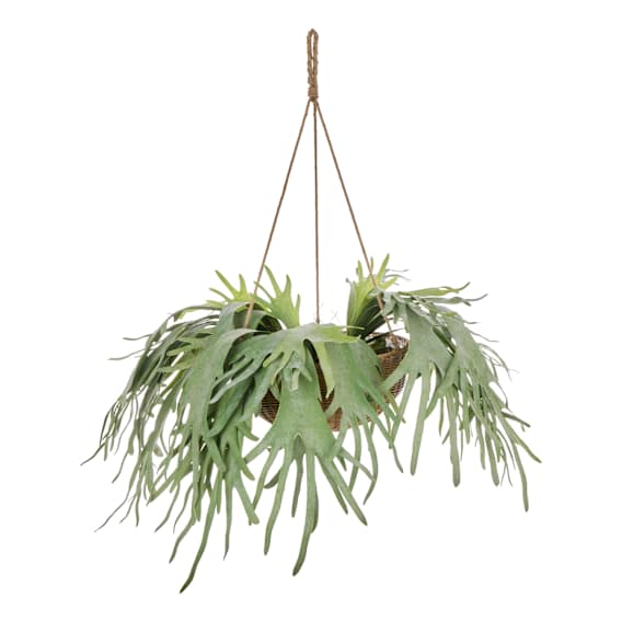 Staghorn Hanging 110x100cm in Green