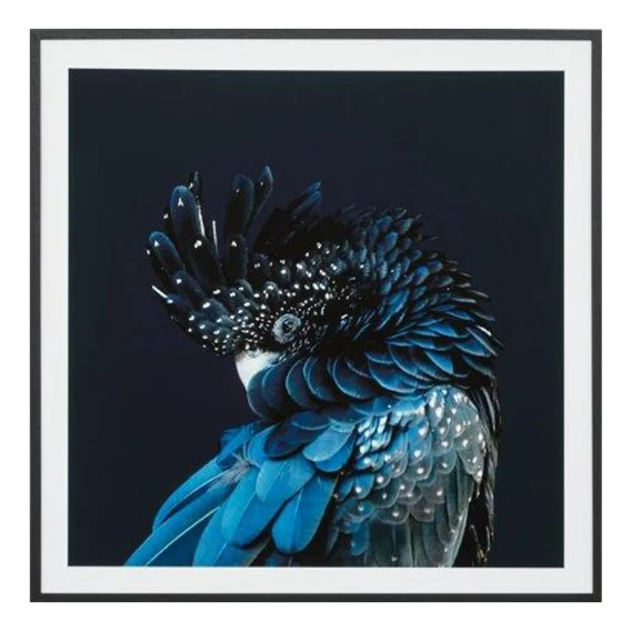 Australian Cockatoo Framed Print in 103 x 103cm