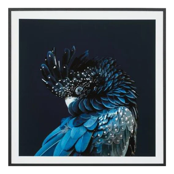 Australian Cockatoo Framed Print in 53 x 53cm