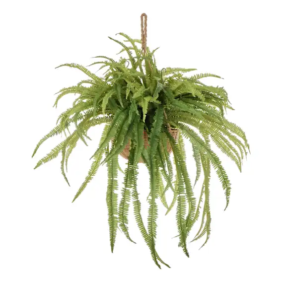 Boston Fern Hanging 96x100cm in Green