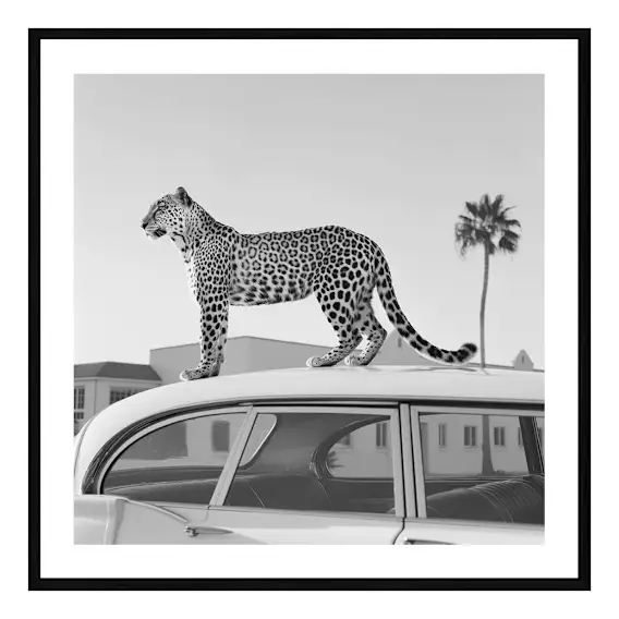 Cool Cat Framed Print in 103 x 103cm