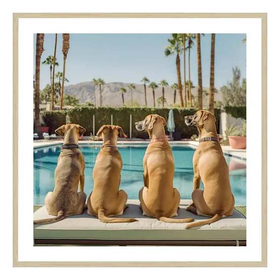 Dukes Framed Print in 60 x 60cm