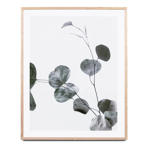 Eucalyptus Branch 2 Framed Print in 64 x 79cm