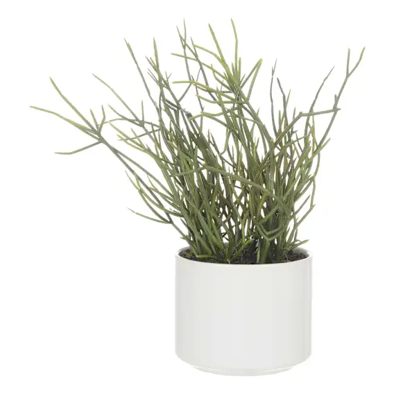 Mistletoe Cactus Pot 32x23cm in Green
