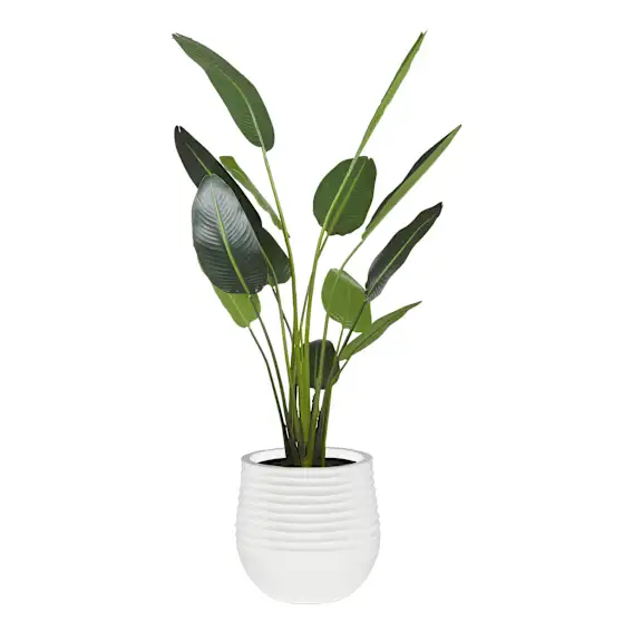 Bird of Paradise Ryker Planter Large 107x208cm in Green/White