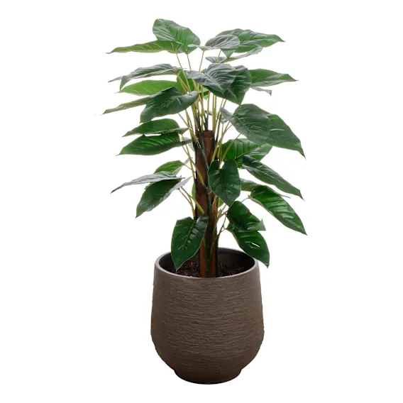 Philodendron Trillium 76x133cm in Green