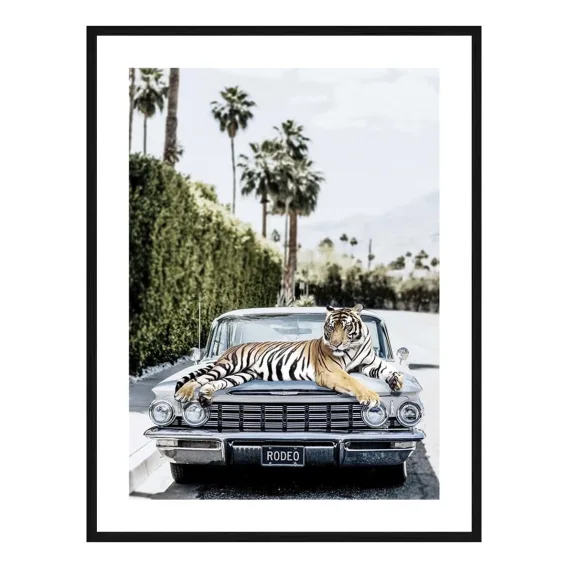 Rodeo Tiger Framed Print in 73 x 103cm