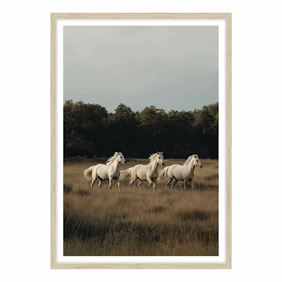 White Herd Framed Print in 73 x 103cm