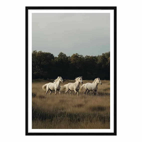 White Herd Framed Print in 103 x 143cm